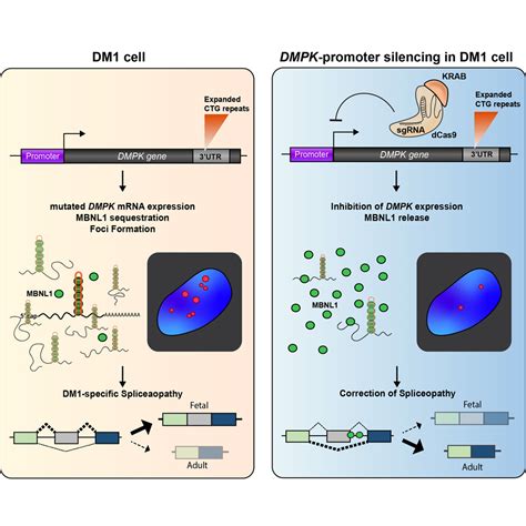 Specific DMPK Promoter Targeting By CRISPRi Reverses Myotonic Dystrophy