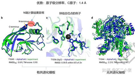 基于AlphaFold2进行蛋白质结构预测的文章解析 知乎