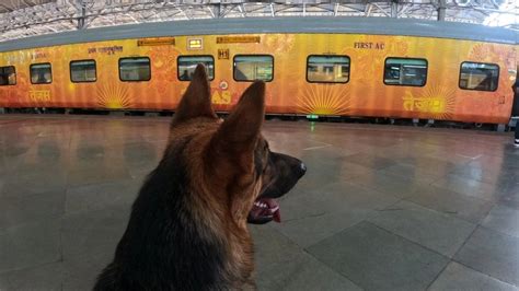 How To Travel With Your Pet In Indian Railways Tickets Documents