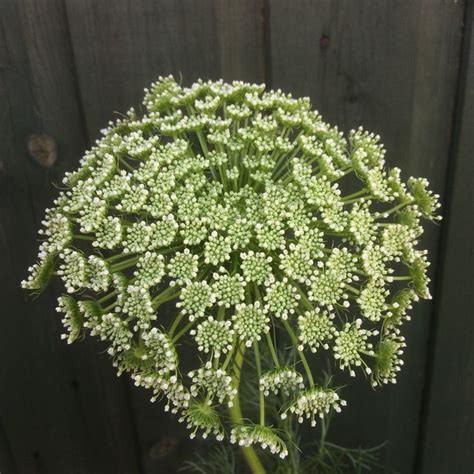 ammi majus flowers herbs bouquet