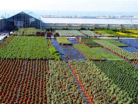 Thm Tecnolog As De La Horticultura Mediterr Nea Los Viveros Para