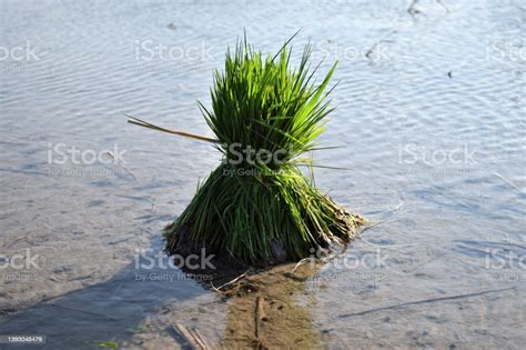 Rice Plant Seeds In The Fields Stock Photo - Download Image Now ...