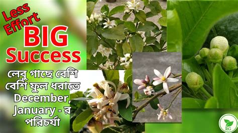 Boost Lemon Plants For More Flowering How To Care Now লেবু গাছে বেশি