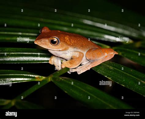 Rhacophorus Baluensis Kinabalu Tree Frog Endemic To Montane