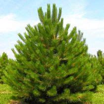 PINUS NIGRA AUSTRIACA Pin Noir D Autriche Taille 30 40 Cm Pot De