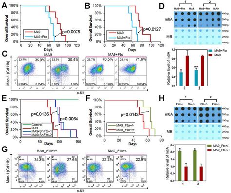 The Role Of Fto In Leukemogenesis Mediated By MLL AF9 A B Effect Of