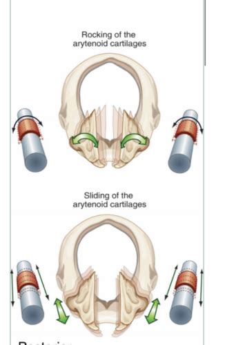 Anatomy Phonation Exam Flashcards Quizlet
