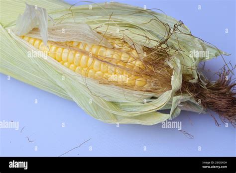 Fresh Organic Sweet Corn Isolated On White Background Stock Photo Alamy