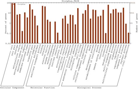 Histogram Representing Gene Ontology Go Classification Of The Download Scientific Diagram