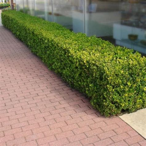 Boxwood Wintergreen Buxus Sinica Var Insularis Wintergreen