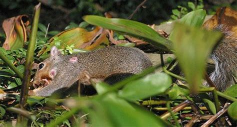 Tree Squirrel Bot Fly Cuterebra Emasculator