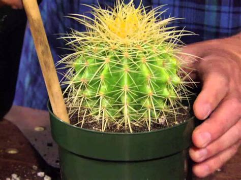 How To Repot A Large Cactus World Of Succulents