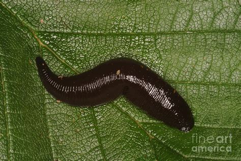 Leech Photograph By Ted Kinsman Pixels