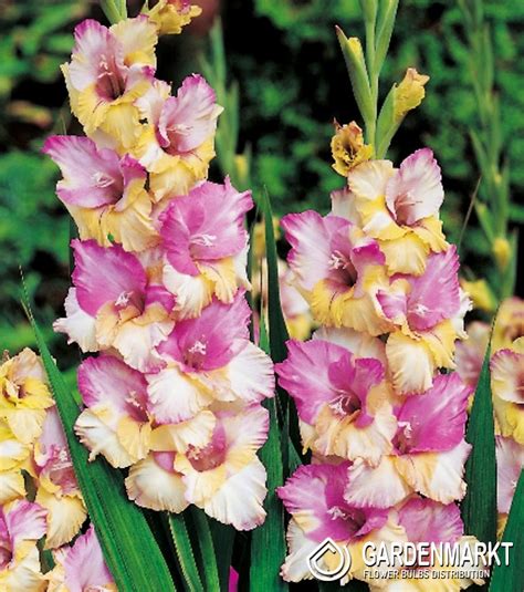 Gladiolus Gladiole Mon Amour 5 St Gardenmarkt De