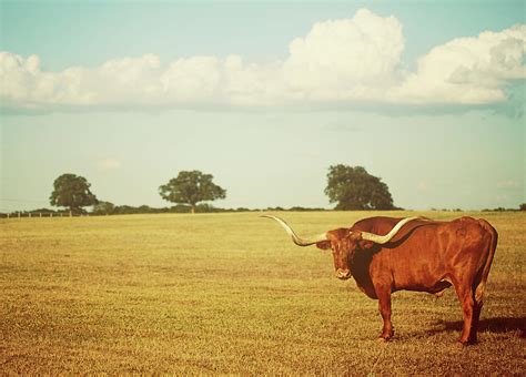 Landscape With Texas Longhorn by Stephanie Mull Photography