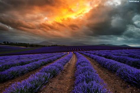 Fondos De Pantalla Campo De Flores Moradas Bajo El Cielo Nublado