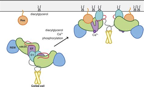 Structural Analysis Of Autoinhibition In The Ras Specific Exchange