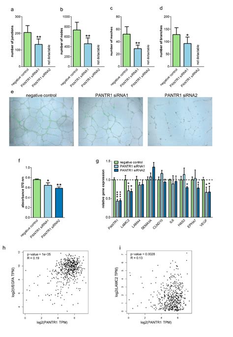 Pantr Knock Down Reduces Endothelial Tube Formation Expression Of