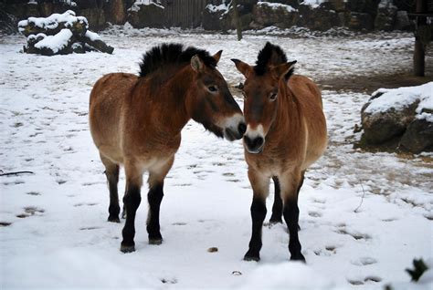 La Magia Della Prima Neve Dell Anno Al Parco Natura Viva News Petme