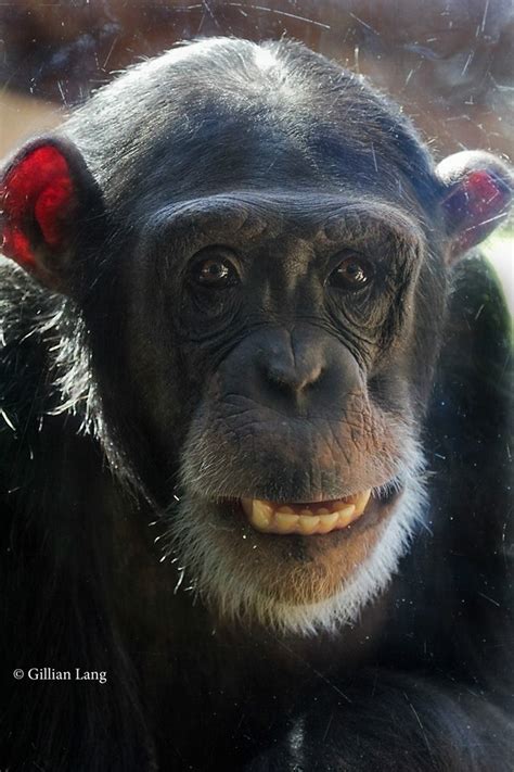 A Oklahoma City Zoo Welcomes Adorable New Chimpanzee