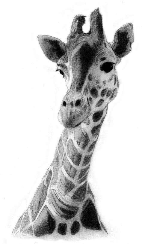 Giraffe Drawing by QZJavs on DeviantArt