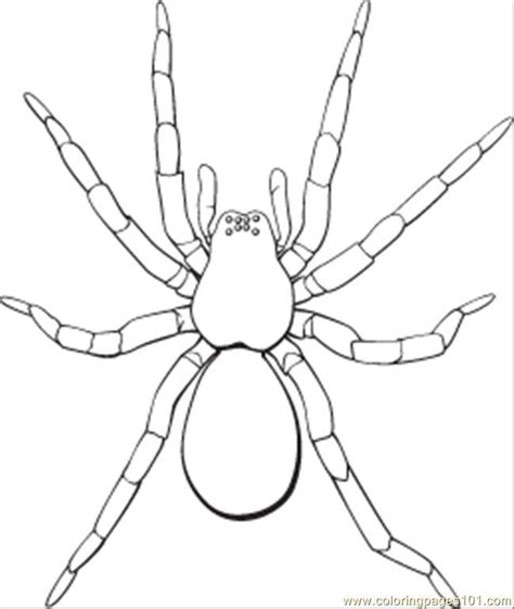 Free Spider Coloring Pages Printable, Download Free Spider Coloring Pages Printable png images ...