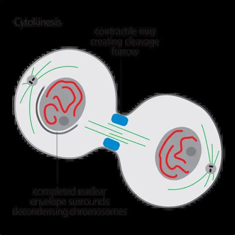 How Is Plant Cell Cytokinesis Different From Animal Cell Cytokinesis