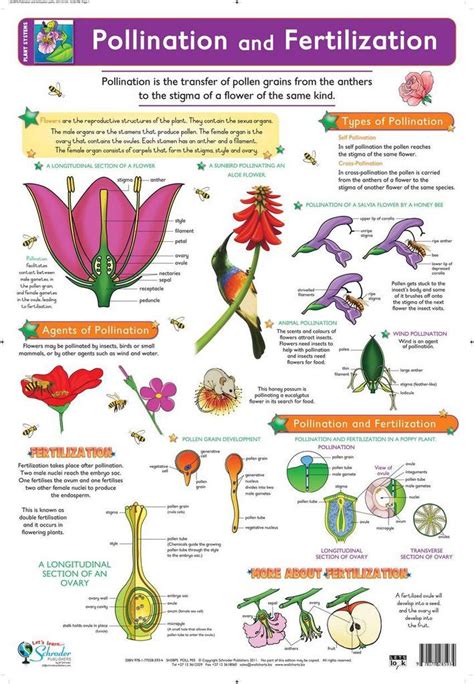 Chart Pollination And Fertilization Biology Plants Plant Science