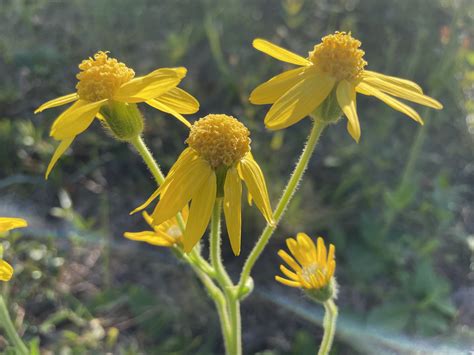 Arnica Acaulis Walter Britton