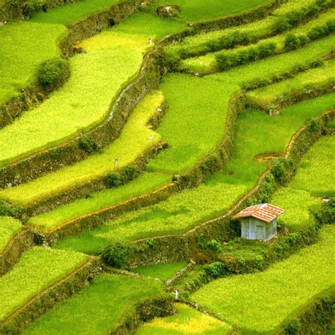 Banaue Rice Terraces Wall Art | Photography