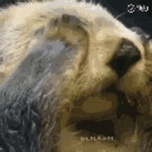 Otter GIF - Otter - Discover & Share GIFs