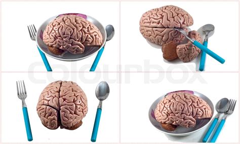 Collection of brain and skull isolated | Stock image | Colourbox