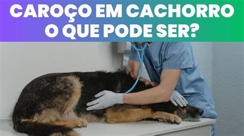 Caroço em Cachorro o Que Pode Ser