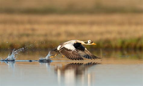 "Eider Duck" Images – Browse 54 Stock Photos, Vectors, and Video ...