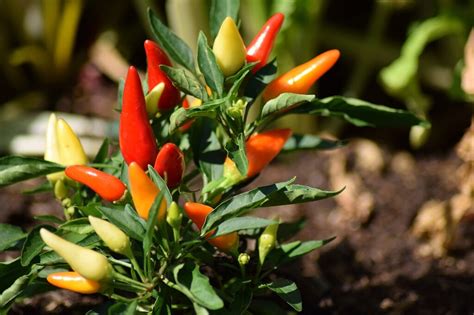 How to Grow Peppers: A Comprehensive Guide - Natural Seed Bank