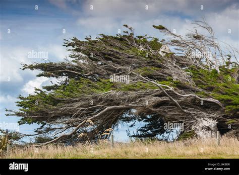 Windswept trees new zealand hi-res stock photography and images - Alamy