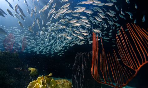 What Exhibits Must You See at the Shedd Aquarium | UrbanMatter