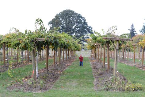 100 Kiwi Trellis ideas in 2021 | outdoor gardens, garden design, garden vines