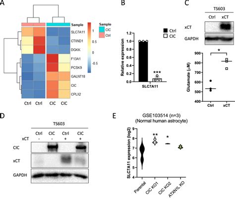 SLC7A11 XCT Expression And Its Protein Levels Are Significantly Reduced