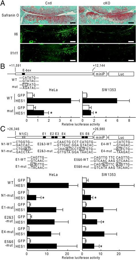 Transcription Factor Hes Modulates Osteoarthritis Development In