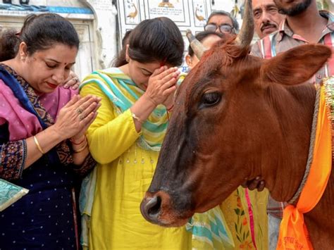 Cow Hug Day On 14th February In India Cow Hugging Has Many Benefits