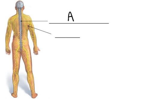 Chapter 7 Nervous System Neurons Flashcards Quizlet