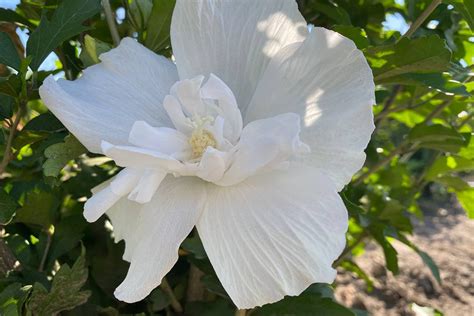 Hibiscus Syriacus White Chiffon