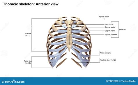 Thoracic Skeleton Anterior View Stock Photo Image Of Anatomy