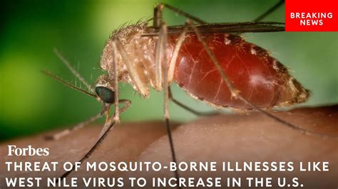 Threat Of Mosquito Borne Illnesses Like West Nile Virus Set To Increase