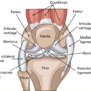 1 The anatomy of the Knee joint and it's ligaments | Download ...