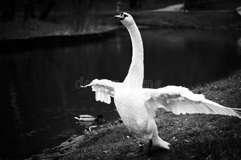 Beautiful Swan Stock Photo Image Of Outdoors White 147236742