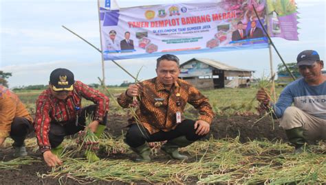 Pj Wali Kota Serang Hadiri Panen Raya Perdana Bawang Merah Di Sawah