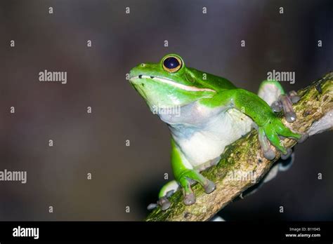 Giant Tree Frog Stock Photos & Giant Tree Frog Stock Images - Alamy