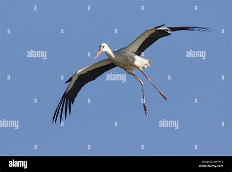 Zoology Animals Avian Birds White Stork Ciconia Ciconia